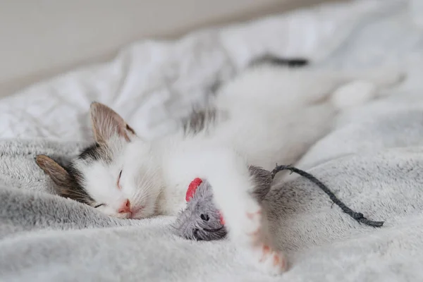 Söt Liten Kattunge Sover Med Mus Leksak Mjuk Säng Porträtt — Stockfoto