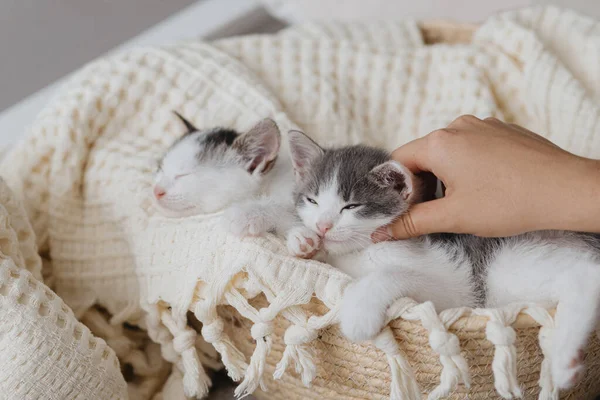 Hand Streichelt Süßes Kleines Kätzchen Schlafend Auf Weicher Decke Korb — Stockfoto