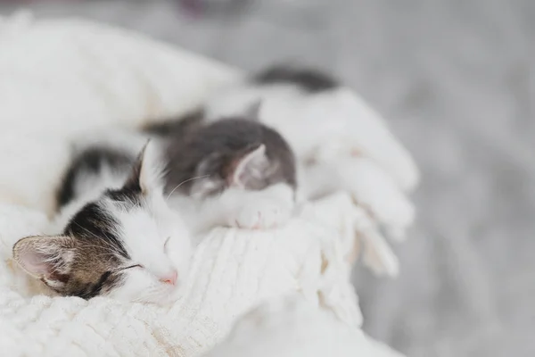 Niedliche Kleine Kätzchen Schlafen Auf Weichen Decken Korb Porträt Einer — Stockfoto