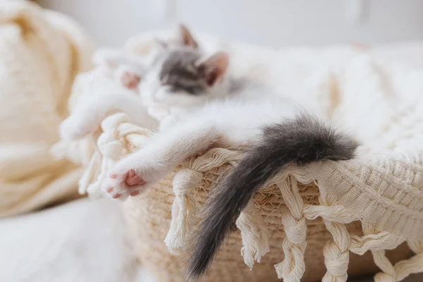 Gatinho Bonito Dormindo Cobertor Macio Cesta Pata Com Almofadas Rosa — Fotografia de Stock