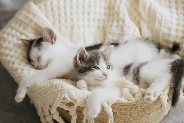 Niedliche Kleine Kätzchen Schlafen Auf Weichen Decken Korb Porträt Von — Stockfoto
