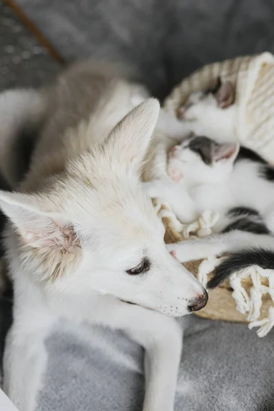 Roztomilé Bílé Štěně Při Pohledu Roztomilá Koťátka Spí Měkké Přikrývce — Stock fotografie