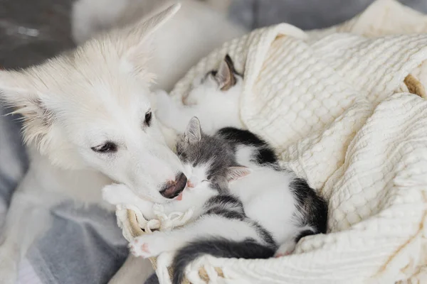 Schattige Witte Hond Likken Schattige Kleine Kittens Zachte Deken Mand — Stockfoto