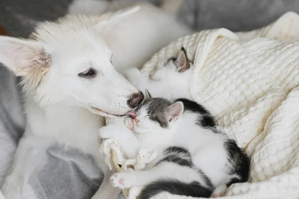 可爱的白狗把可爱的小猫舔在篮子里柔软的毛毯上 可爱的小狗清洁和亲吻两只小猫在卧室打盹 照料和收养的概念 — 图库照片