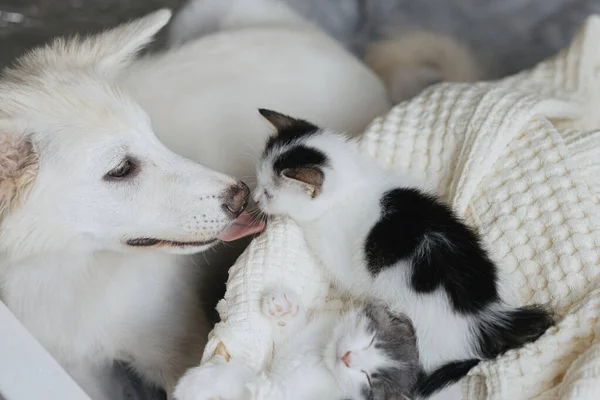 Sevimli Beyaz Köpek Sepetteki Yumuşak Battaniyede Yavru Kedileri Yalıyor Tatlı — Stok fotoğraf