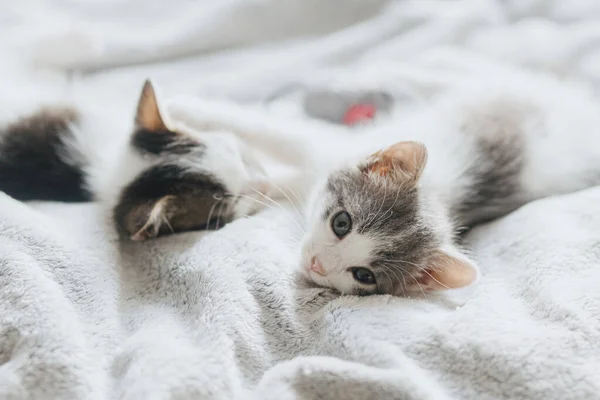 Lindos Gatitos Relajándose Cama Suave Adorables Dos Gatitos Grises Blancos —  Fotos de Stock