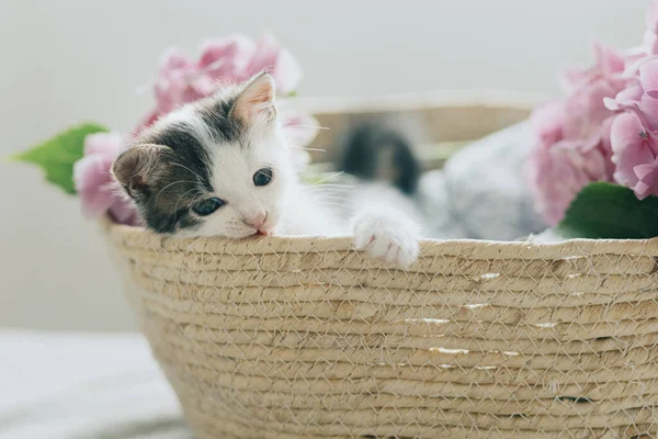 Söt Liten Kattunge Avkopplande Korg Med Vackra Rosa Blommor Bedårande — Stockfoto