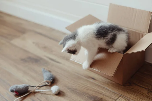 Ahşap Zeminde Karton Kutuda Oynayan Şirin Bir Kedi Yavrusu Sevimli — Stok fotoğraf