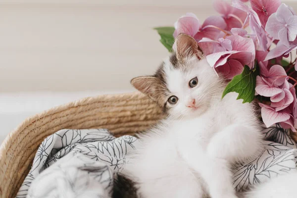 Gatinho Bonito Relaxante Cesta Com Belas Flores Rosa Adorável Dorminhoco — Fotografia de Stock