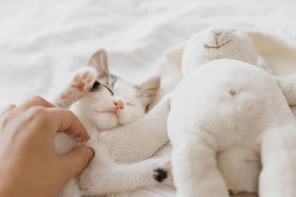 Mão Acariciando Gatinho Bonito Dormindo Cama Macia Com Brinquedo Coelho — Fotografia de Stock