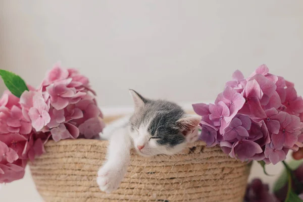 Mignon Petit Chaton Dormant Dans Panier Avec Belles Fleurs Roses — Photo