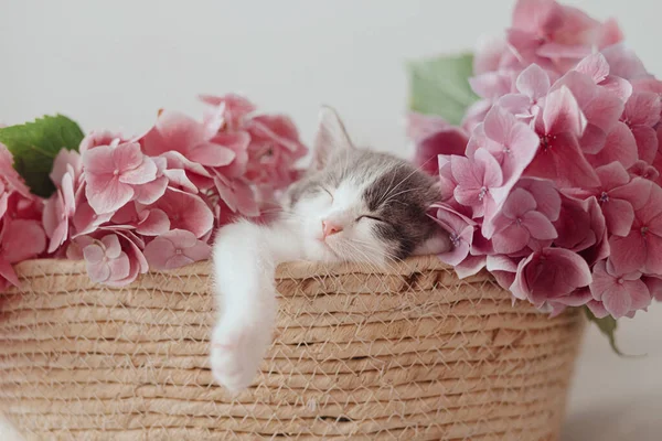 Mignon Petit Chaton Dormant Dans Panier Avec Belles Fleurs Roses — Photo