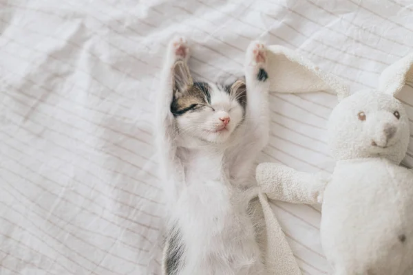 可爱的小猫和兔子玩具睡在柔软的床上 可爱的疲倦的灰色和白色的猫咪在舒适的卧室里小睡和放松 做个好梦带有文本空间的顶部视图 — 图库照片