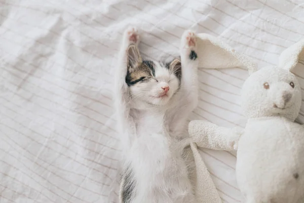 Lindo Gatito Durmiendo Una Cama Suave Con Juguete Conejo Adorable —  Fotos de Stock