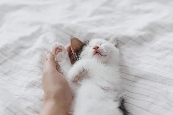 在柔软的床上抱着可爱的小猫咪睡觉 收养概念 店主爱抚可爱的昏昏欲睡的灰色和白色猫咪 卧室里可爱的小猫肖像 — 图库照片