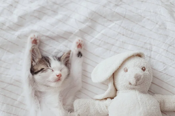 可爱的小猫和兔子玩具睡在柔软的床上 收养概念 可爱的疲倦的灰色和白色的猫咪在舒适的卧室里小睡和放松 做个好梦案文的篇幅 — 图库照片