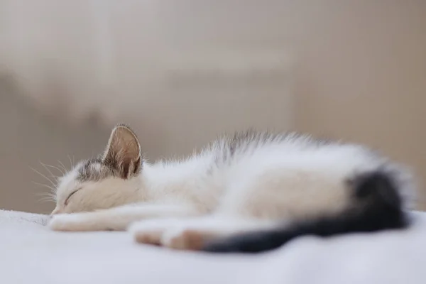 Nettes Kleines Kätzchen Das Auf Einem Weichen Bett Schläft Porträt — Stockfoto