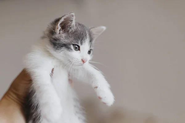 Hand Hålla Söt Liten Kattunge Bakgrund Vägg Porträtt Förtjusande Vit — Stockfoto