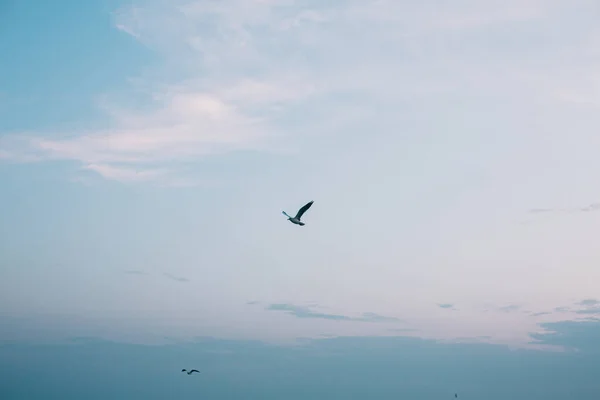 Racek Letící Modré Večerní Obloze Mořském Pobřeží Mořští Ptáci Západě — Stock fotografie