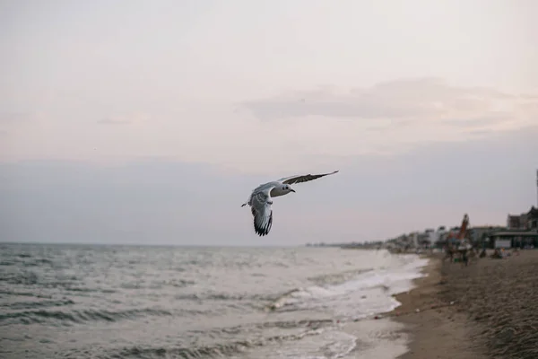 Zeemeeuw Vliegen Avondlucht Zandstrand Zee Golven Zeevogel Lucht Aan Kust — Stockfoto