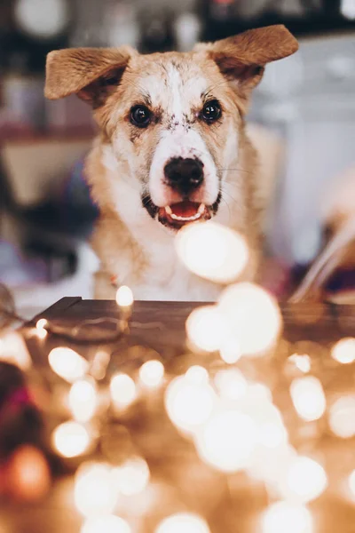 クリスマスライトのかわいい犬が部屋にボケます 暖かい照明を背景に愛らしいシニア生姜犬の肖像画 ペットや休日 養子縁組 — ストック写真