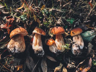 Güneşli sonbahar ormanlarında çimlerin üzerinde güzel mantarlar, üst manzara. Boletus Edulis ailesi. Sonbahar ormanlarında domuz mantarı topluyorum. Lezzetli, yenilebilir mantar topluyorum.