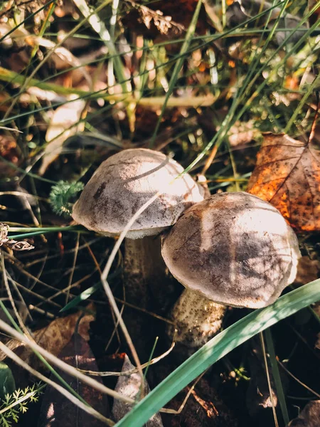 Belos Cogumelos Comestíveis Com Tampa Marrom Grama Floresta Ensolarada Família — Fotografia de Stock