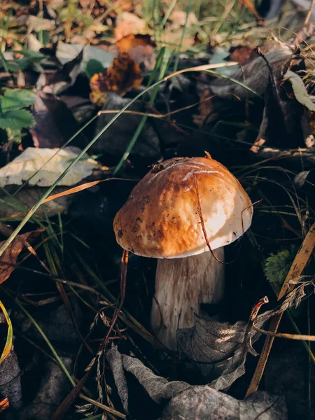 Boleto Cogumelo Comestível Bonito Com Tampa Marrom Grama Floresta Ensolarada — Fotografia de Stock