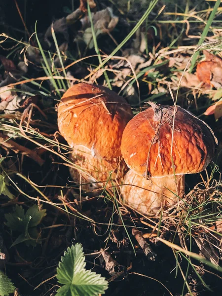 Belos Cogumelos Comestíveis Boleto Com Tampa Marrom Grama Floresta Ensolarada — Fotografia de Stock