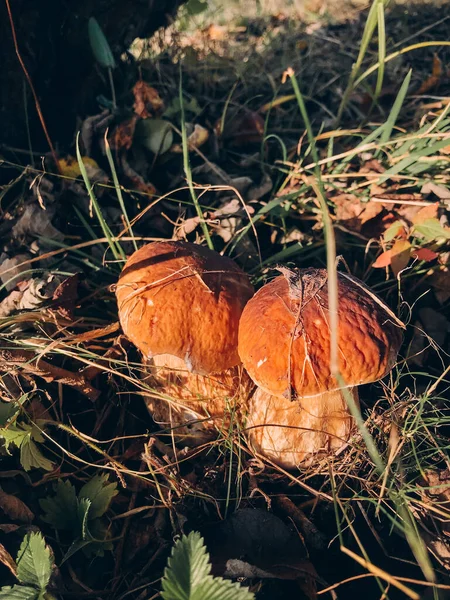 Belos Cogumelos Comestíveis Boleto Com Tampa Marrom Grama Floresta Ensolarada — Fotografia de Stock