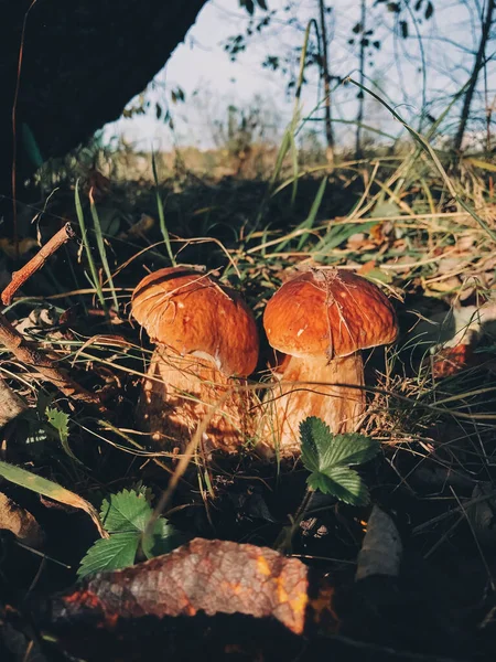 Belos Cogumelos Comestíveis Boleto Com Tampa Marrom Grama Floresta Ensolarada — Fotografia de Stock