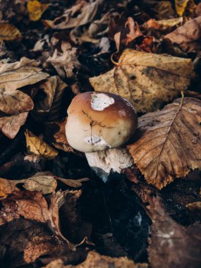 Güz ormanlarında çimde kahverengi şapkalı, yenilebilir güzel mantar boletus. Boletus edulis. Sonbahar ormanlarında yetişen Porcini mantarı. Lezzetli mantarlar.