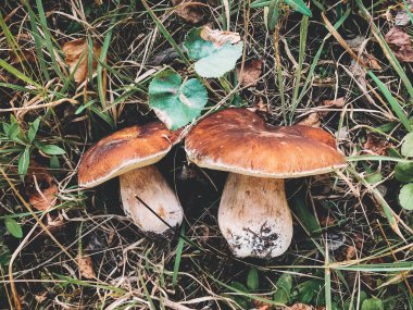 Güneşli sonbahar ormanlarında çimlerin üzerinde güzel mantarlar, üst manzara. Boletus Edulis ailesi. Sonbahar ormanlarında domuz mantarı topluyorum. Lezzetli, yenilebilir mantar topluyorum.