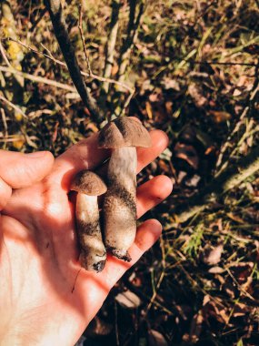 Ormandaki sonbahar yapraklarının arka planında kahverengi şapkalı güzel yenilebilir mantarları tutan el ele. Kahverengi Birch Bolete mantarı toplayan kişi. Leccinum scabrum. Mantar topluyorum.