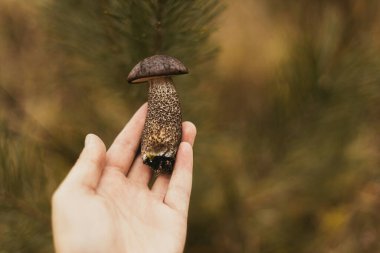 Güz ormanlarının arka planında kahverengi şapkalı yenilebilir güzel bir mantarla el ele tutuşmak. Kahverengi Birch Bolete mantarı toplayan kişi. Leccinum scabrum. Sonbaharda mantar toplamak. Yumuşak odak