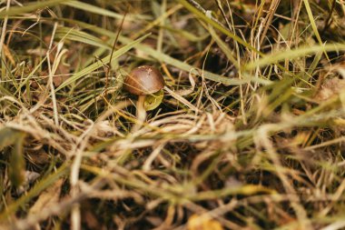 Güneşli ormanlarda sonbahar çimlerinde kahverengi şapkalı, yenilebilir güzel bir mantar. Kahverengi Birch Bolete. Sonbahar ormanlarında yetişen Leccinum scabrum mantarı. Yumuşak Odaklanma