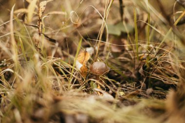 Güneşli ormanlarda sonbahar çimlerinde kahverengi şapkalı, yenilebilir güzel bir mantar. Kahverengi Birch Bolete. Sonbahar ormanlarında yetişen Leccinum scabrum mantarı. Yumuşak Odaklanma
