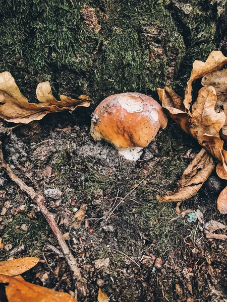 Boleto Cogumelo Comestível Bonito Com Tampa Marrom Grama Floresta Outono — Fotografia de Stock