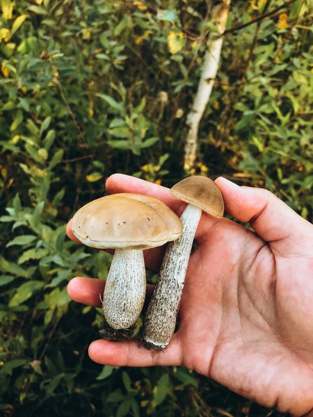 은가을 배경에 모자를 아름다운 버섯을 버섯을 Leccinum Scabrum 입니다 버섯모으기 — 스톡 사진