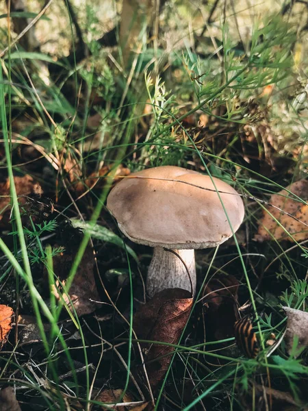 Cogumelo Comestível Bonito Com Tampa Marrom Grama Floresta Ensolarada Brown — Fotografia de Stock