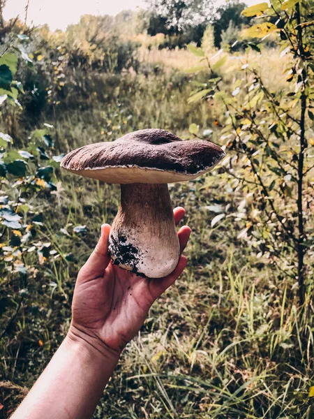Hand Holding Beautiful Mushroom Boletus Background Sunny Autumn Woodland Boletus — Stock Photo, Image