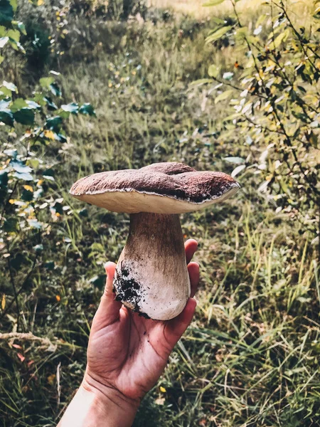 Ruka Drží Krásné Houby Boletus Pozadí Slunného Podzimního Lesa Boletus — Stock fotografie