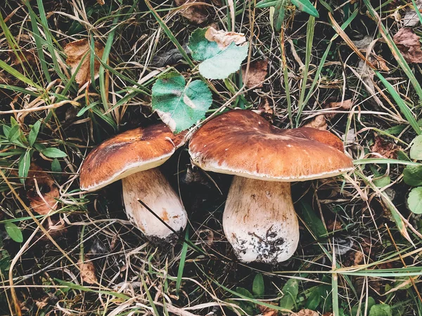 Boleto Cogumelos Bonito Grama Floresta Outono Ensolarada Visão Superior Família — Fotografia de Stock