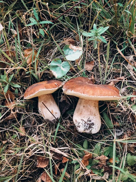 아름다운 버섯들 꼭대기에서 바라봅니다 투스에 두리스 숲에서 수선화 버섯을 모으고 — 스톡 사진