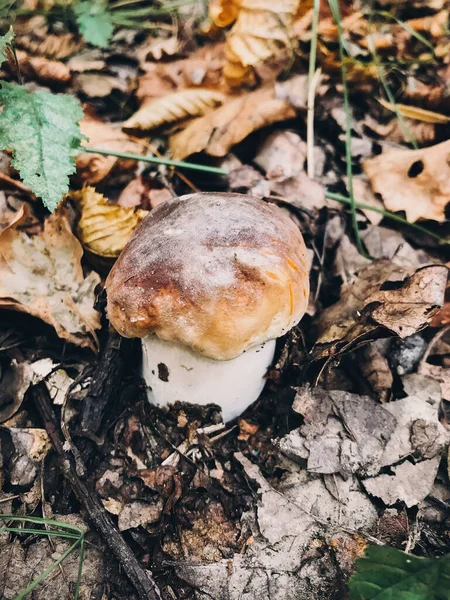 Vacker Ätlig Svamp Boletus Med Brun Mössa Gräs Solig Skog — Stockfoto