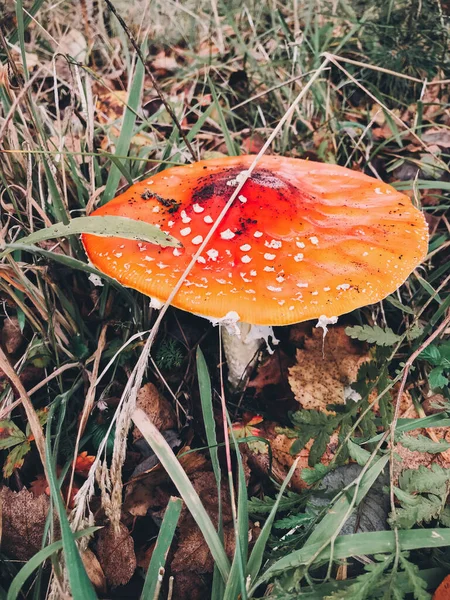 Cogumelo Venenoso Toadstool Bonito Com Chapéu Vermelho Crescendo Florestas Outono — Fotografia de Stock