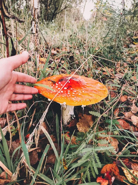 Mão Mostrando Belo Cogumelo Venenoso Toadstool Com Tampa Vermelha Crescendo — Fotografia de Stock