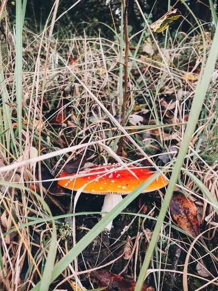 美丽的毒菌毒菌 红色的帽子生长在秋天的树林里 飞不可知论 秋季林地中的蘑菇毒菌天牛 致幻剂 — 图库照片