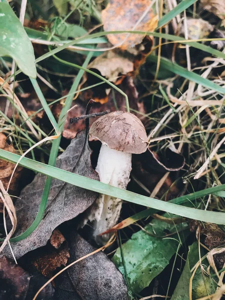 Cogumelo Comestível Bonito Com Tampa Marrom Grama Floresta Ensolarada Brown — Fotografia de Stock