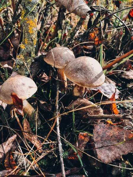 Belos Cogumelos Comestíveis Com Tampa Marrom Grama Floresta Ensolarada Família — Fotografia de Stock
